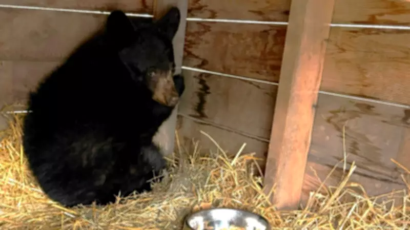 Underweight Bear Cub Rescued Near Slave Lake Recovers at Alberta Wildlife Institute