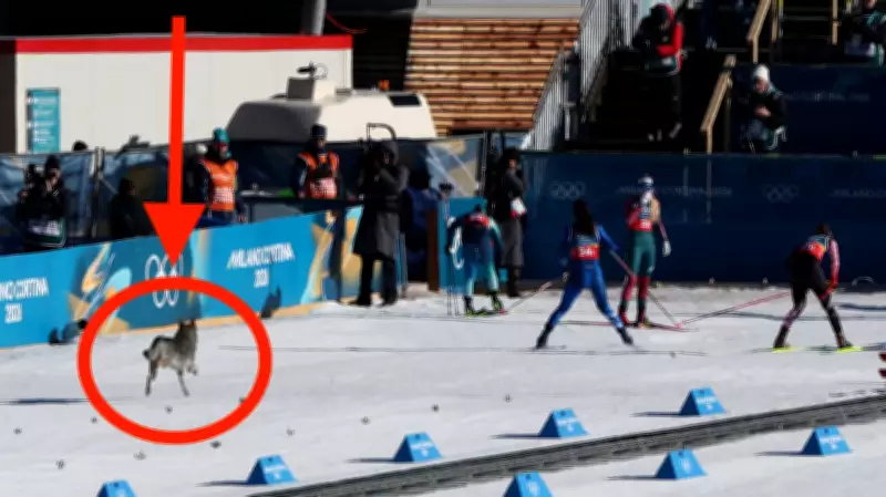 Uninvited Husky Steals the Show at Women's Cross-Country Ski Race in Italy