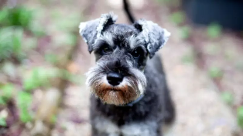 U.S. Marshal Accused of Animal Cruelity After Kicking Dog During Memphis Arrest