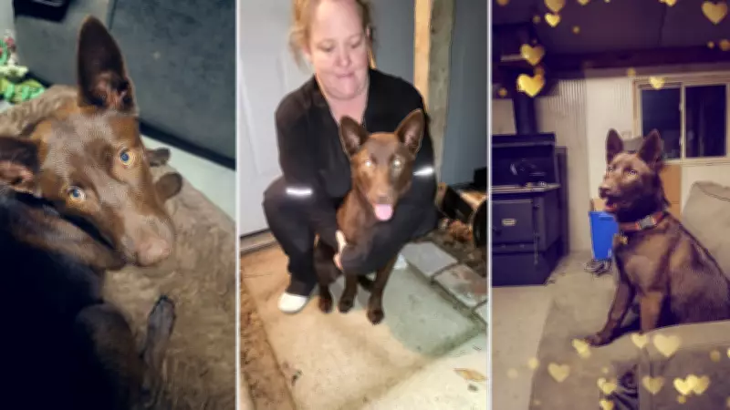 Valuable Australian Kelpie Stolen from Grey County Family; Owners Warn of Targeted Pet Thefts