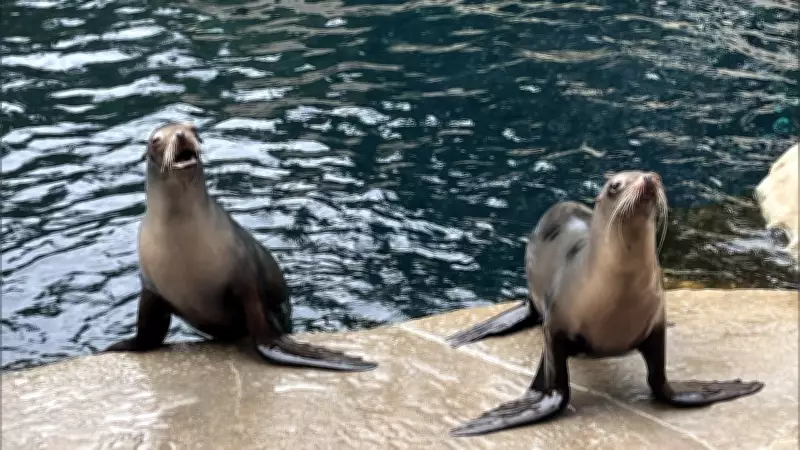 Vancouver Aquarium Welcomes Sea Lions Holly and Maui from Closed Ontario Zoo