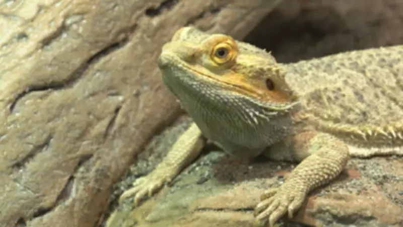 Vancouver Aquarium's 'Dragons' Exhibit Merges Myth with Marine Reality