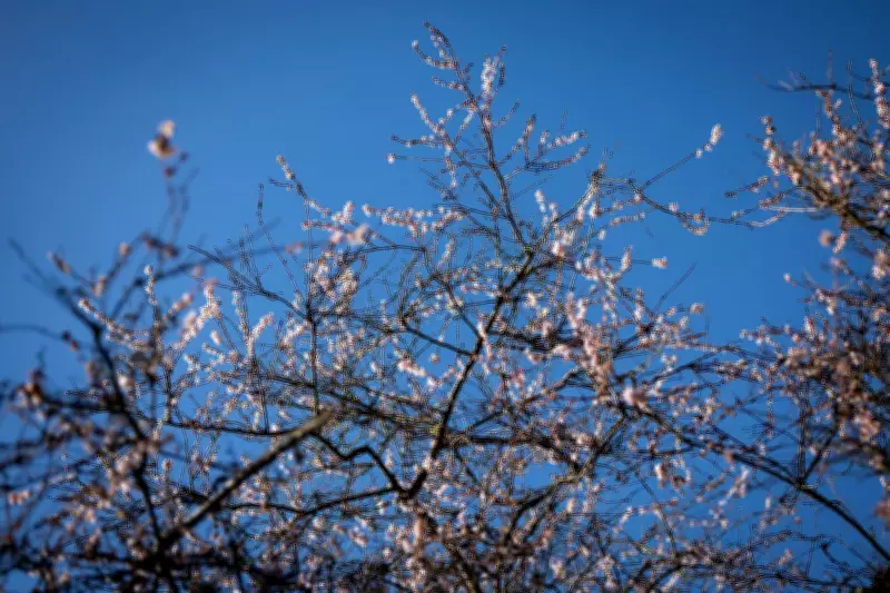Vancouver's Unprecedented Winter: Could 2026 Mark First Snow-Free Season in 43 Years?
