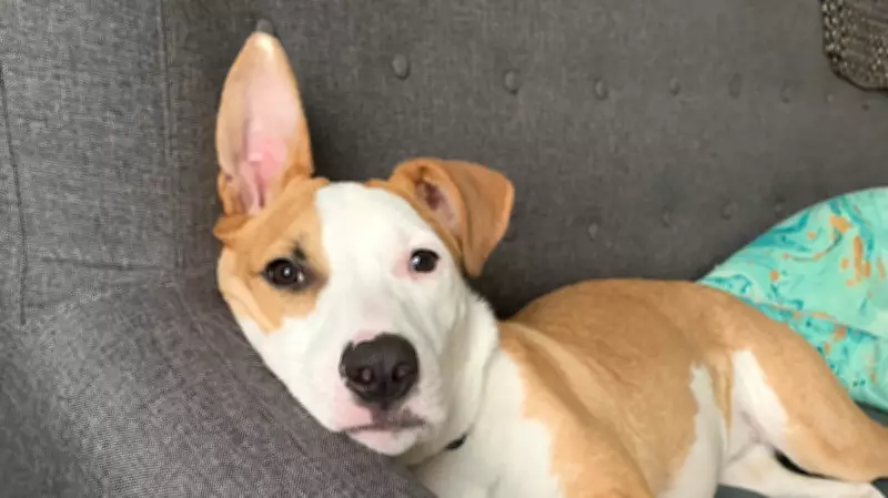 Veterinary Behaviorist Reveals Many Dogs Merely Tolerate Petting, Not Enjoy It