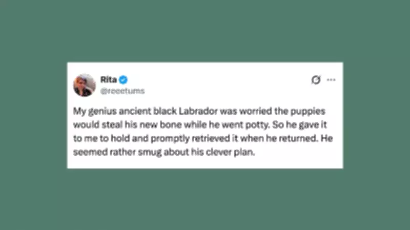 Weekly Roundup: Hilarious Pet Posts to Brighten Your Day