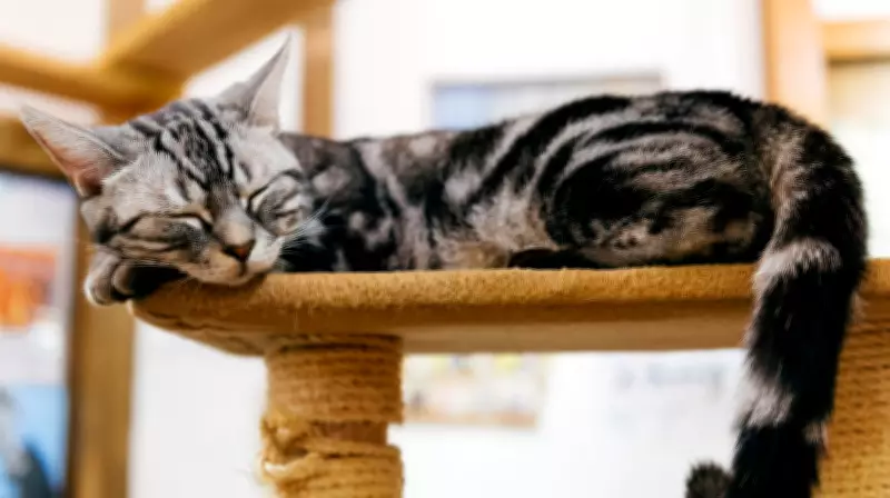 Why Cat Trees Are Essential for Your Feline's Well-Being and Instincts