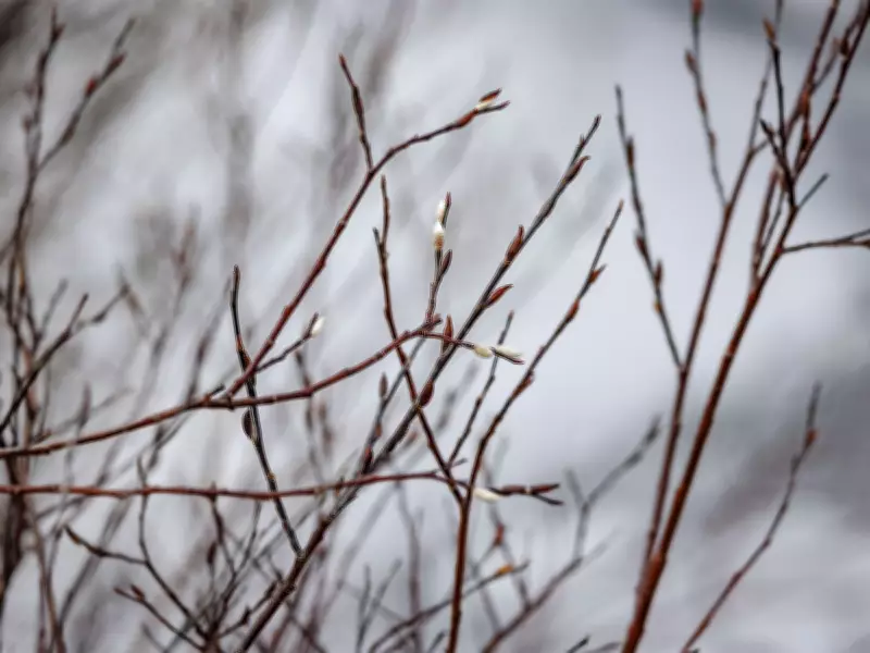 Willow Catkins Emerge in Alberta Foothills as Early Signs of Renewal