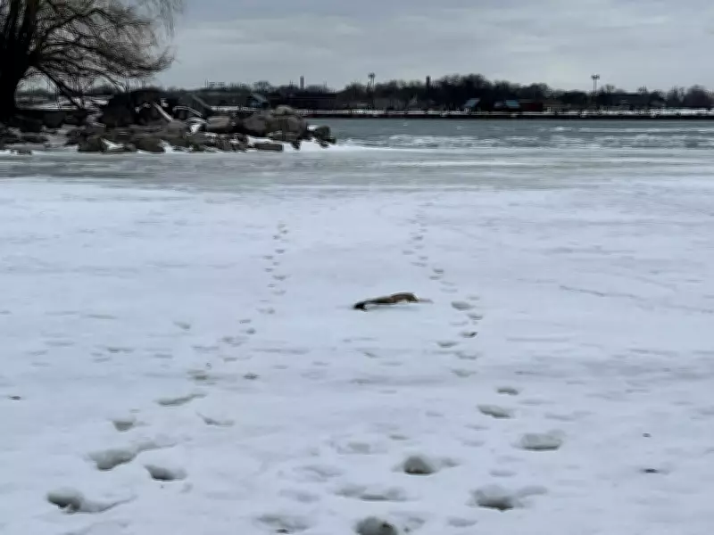 Windsor Harbour Master Issues Urgent Warning: Stay Off Detroit River Ice