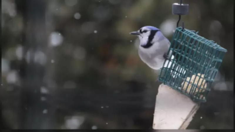 Windsor Weather: Sunny Thursday, Warmer Weekend Ahead with Spring-Like Temperatures