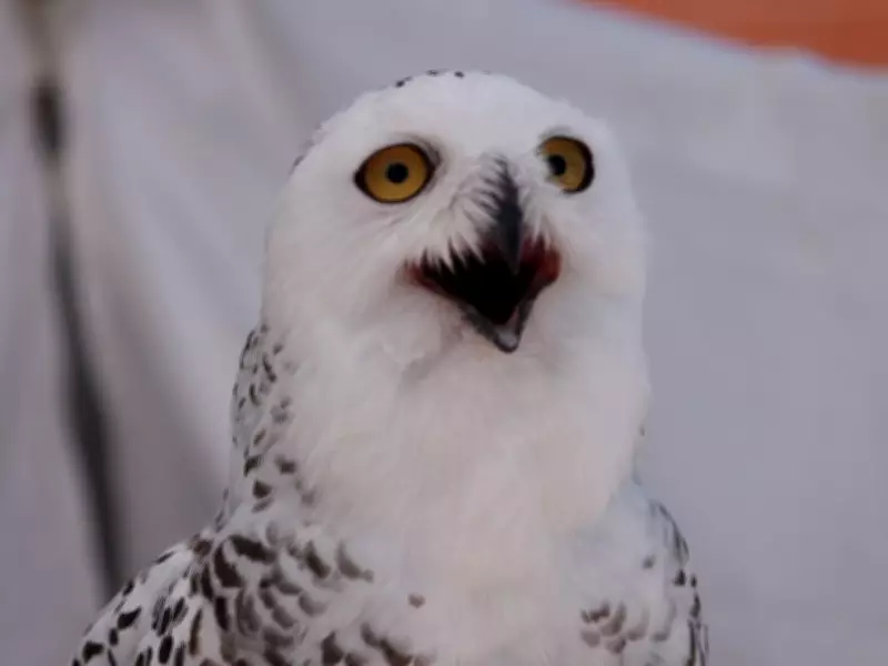 Windsor Weekend Guide: Super Bowl Parties, Owl Prowls, and Board Game Bazaars