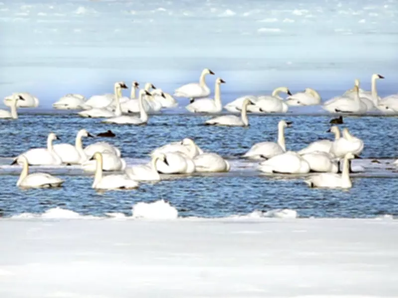 Winter Waterfowl Dilemma: Human Feeding Disrupts Migration in Windsor
