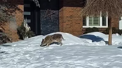 Ottawa Officials Urge Caution: What to Do If You Encounter a Coyote