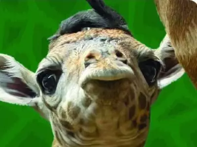 Toronto Zoo Welcomes Towering 6-Foot-4 Masai Giraffe Calf