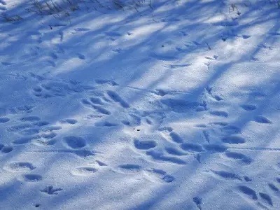 Tracks in the Snow: A Journey Through Alberta's Winter Wildlife