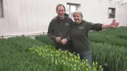 Alberta Couple's 26-Year Passion: Growing Tulips Through Harsh Winter Months
