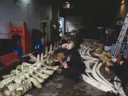 Alberta Studio Reconstructs 20-Metre Blue Whale Skeleton in East Coulee