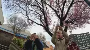 Alberta Woman Finds 'Absolute Joy' in B.C.'s Cherry Blossoms After Escaping Snow