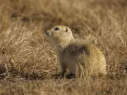 Alberta's Unseasonal Thaw: Wildlife and Landscapes in a Snowless February