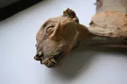 Ancient Cheetah DNA Reveals Surprising Evolutionary Insights from Mummified Remains