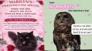 BC Animal Charities Launch Creative Valentine's Day Fundraisers for Non-Romantics