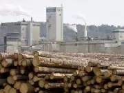 B.C. Forestry Sector Faces Imminent Collapse Without Major Overhaul: Expert Report