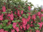 Brian Minter's Guide to Pruning Flowering Shrubs for Maximum Blooms