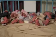Buffalo Hospital Welcomes Rare Quintuplets, Expanding Family to Nine
