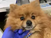 Calgary Humane Society Seeks Public Help in Disturbing Dog Abandonment Case