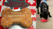Calgary Police Service Dog Calibri Retires After Nearly 8 Years of Dedicated Service