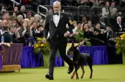 Canadian-Bred Doberman Penny Triumphs at Historic 150th Westminster Dog Show