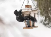 CTV News Windsor Seeks Public Weather Snapshots: Expert Tips for Success