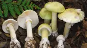 Deadly Death Cap Mushrooms Surge in California, Claiming Lives and Livers