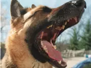 Dog Bite Reports and Charges in Ottawa Show Significant Decline Since 2023