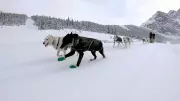 Dogsled Tours Thrive at Alberta's Fortress Mountain, Delighting International Visitors