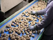 European Potato Glut Sparks Farmer Protests as Prices Plummet