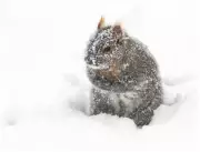 Extended Cold Snap and Snow Warnings Grip Southwestern Ontario