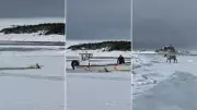 Fish Harvesters Rescue Caribou from Icy Newfoundland Harbour Waters