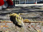 Florida's Deep Freeze Causes Iguanas to Fall Frozen from Trees
