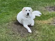 From Mud to Marvel: Transforming a Grubby Backyard on a Budget