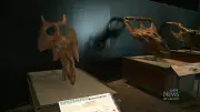 Halifax Museum of Natural History Unveils Dinosaur Exploration 2 Exhibit