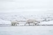 Hunger or Habitat Loss: The Driving Forces Behind Polar Bear Encounters with Humans