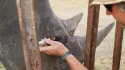 Innovative Animal Training Saves Endangered Rhino's Eyesight in Zimbabwe