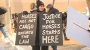 Landmark Animal Welfare Trial Over Horse Exporter Enters Second Day in Winnipeg