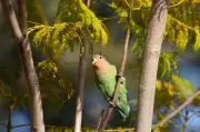 Lovebirds' Lifelong Bonds Offer Lessons in Partnership and Conservation