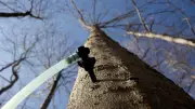 Maple Tapping Season Begins in Waterloo-Wellington Region