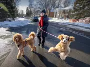 Montreal Weather: A Salty Start Sweetens with Snowy Delight