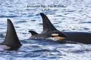Newborn Southern Resident Orca Calf Spotted in Strait of Juan de Fuca