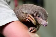 Pangolins: The World's Most Trafficked Mammals Face Extinction Crisis