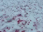 Parks Canada Investigates Pink Confetti Mess at Lake Louise from Gender Reveal