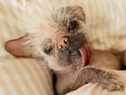 Peggy the Pugese: From 'U.K.'s Ugliest Dog' to Marvel's Dogpool Star